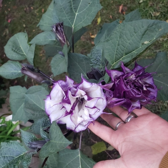 Double purple angel trumpet - Picture 3 of 9